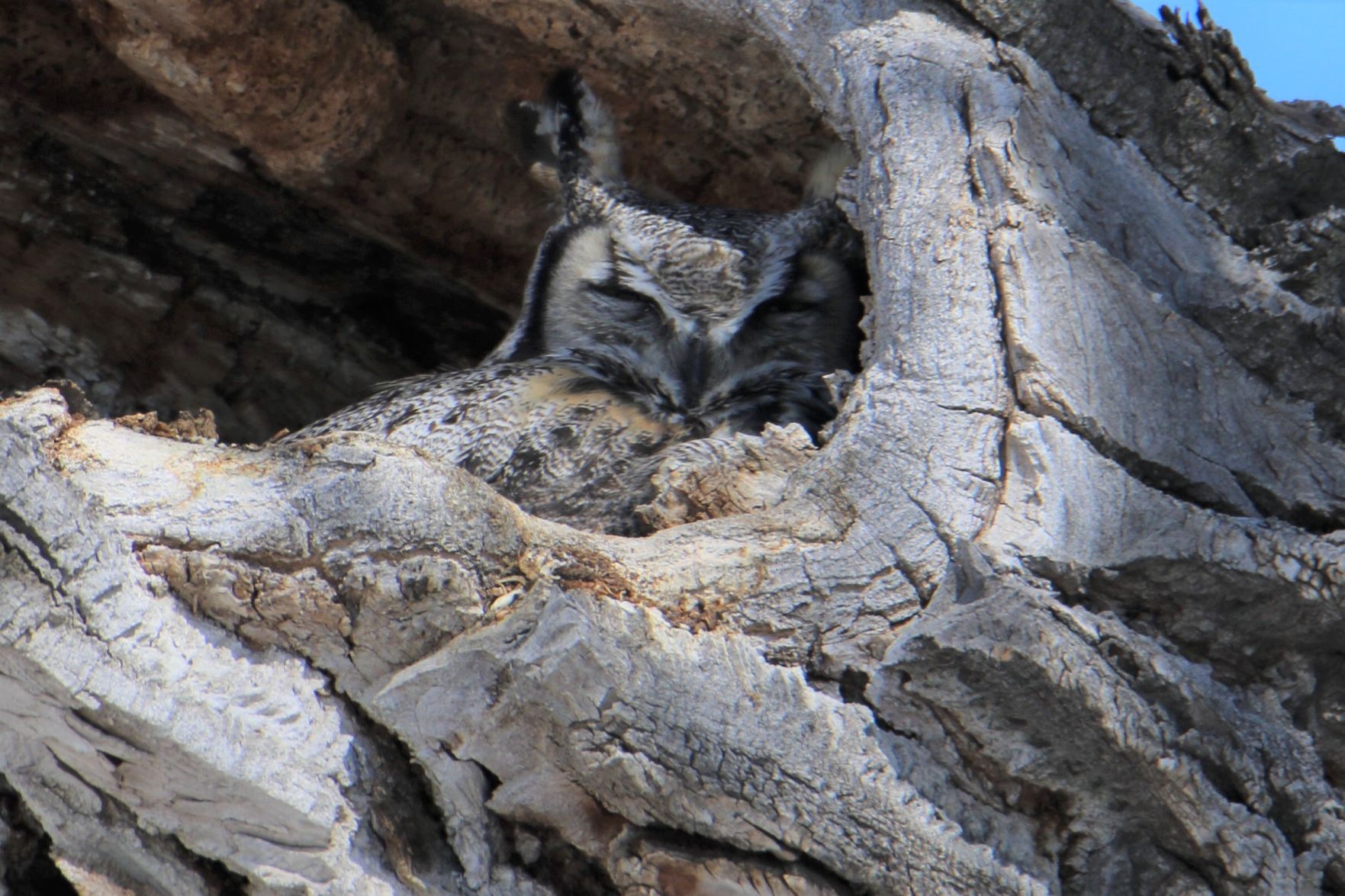 Great Horned Owl Nest